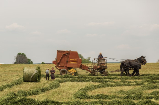 The Value of Agricultural Output in Romania, Up by 25% in 2021